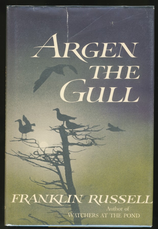Image for Argen the Gull.