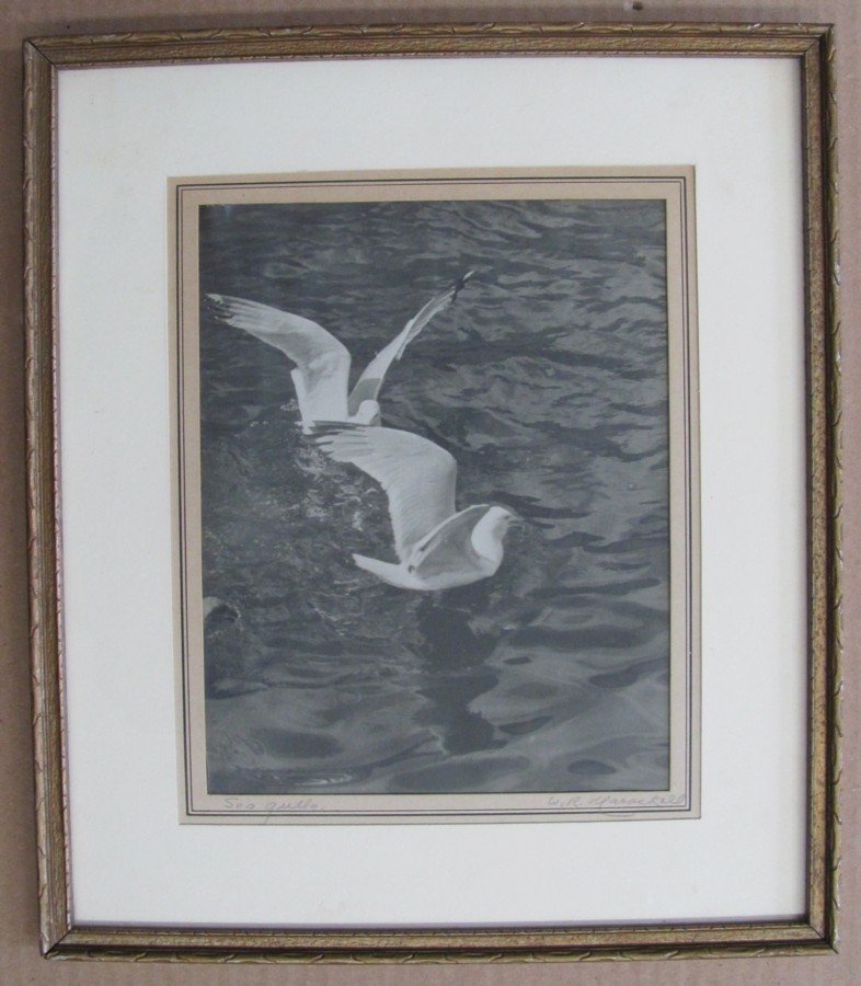 Sea Gulls Image for Sea Gulls