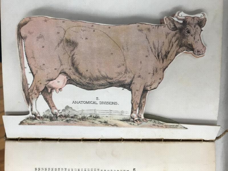 Image for The Successful Stockman and Manual of Husbandry